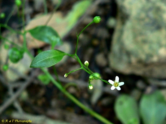 {Samolus parviflorus}